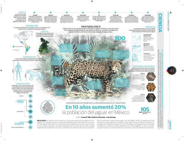 En 10 años aumentó 20% la población del jaguar en México