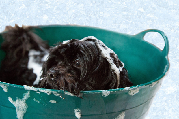 Baña a tus mascotas lo menos posible en esta temporada de frío