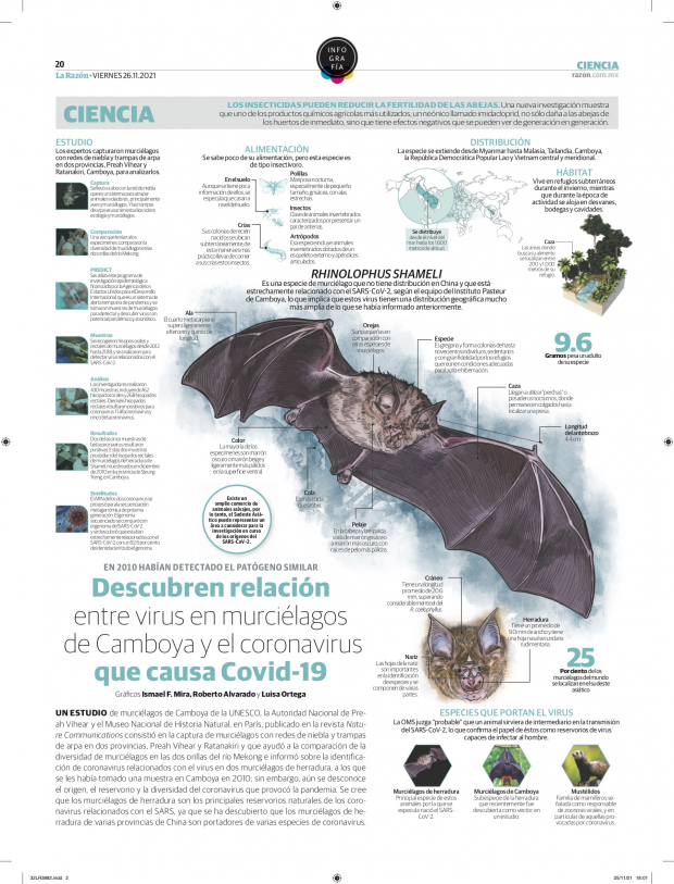 Descubren relación entre virus en murciélagos de Camboya y el coronavirus que causa Covid-19