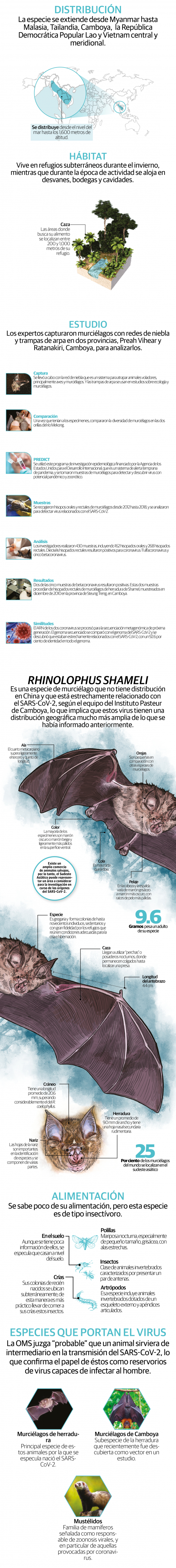 Descubren relación entre virus en murciélagos de Camboya y el coronavirus que causa Covid-19
