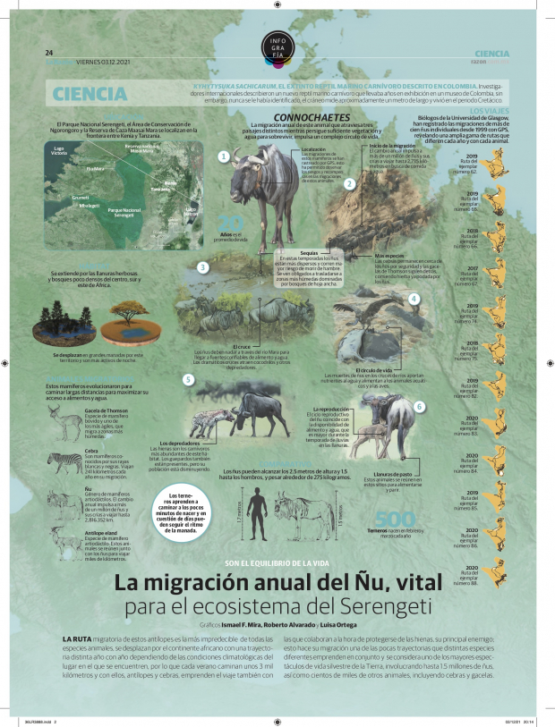 La migración anual del Ñu, vital para el ecosistema del Serengeti