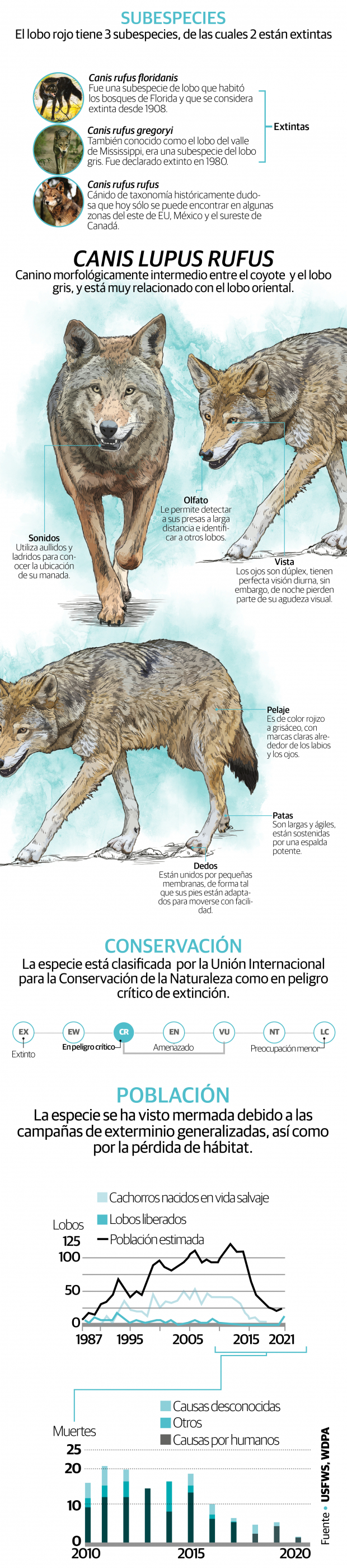 Lobo rojo, más amenazado que nunca; la especie está en peligro crítico