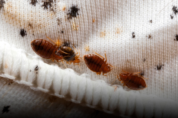 El Chagas es casi 100% curable si se trata  en sus etapas iniciales con los medicamentos