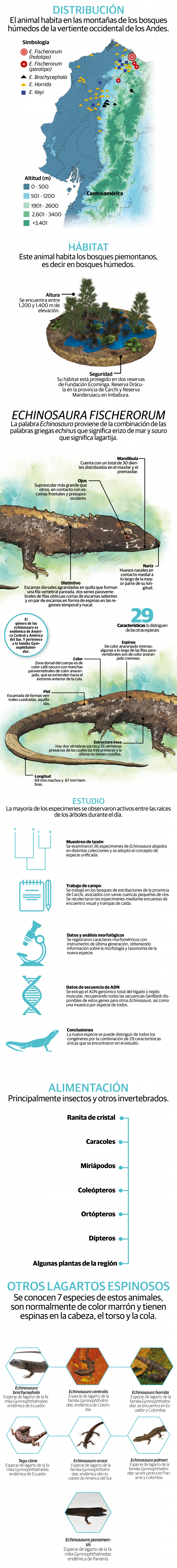 Descubren nueva especie de lagarto espinoso, el reptil vive en los bosques piemontanos