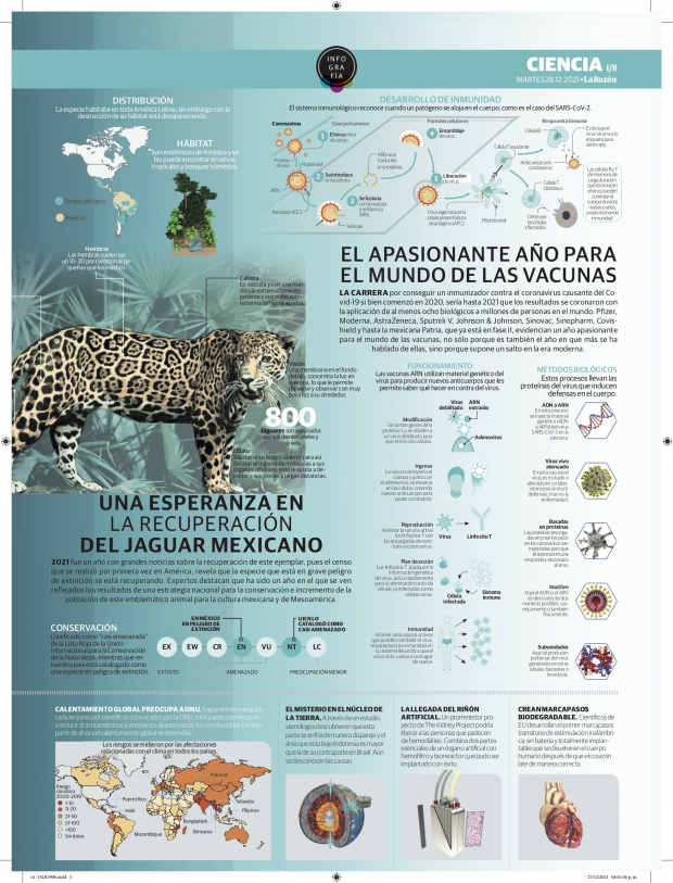Una esperanza en la recuperación del jaguar mexicano