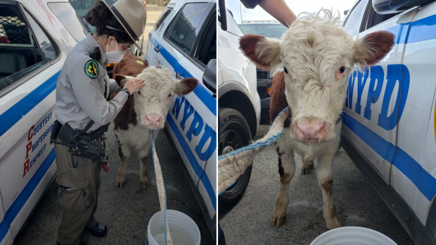 Luego de irse del matadero, la vaquita fue encontrada por la Policía en un parque público