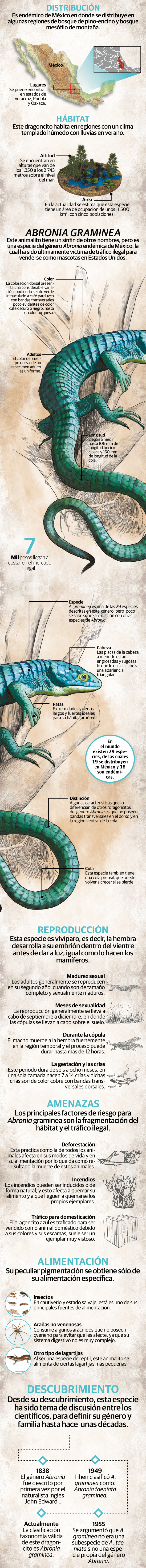 Perseguido por su belleza: el dragoncito azul mexicano está en riesgo de extinción