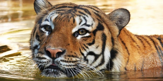 El tigre de Malasia es una especie en peligro de extinción, de acuerdo con la IUCN.