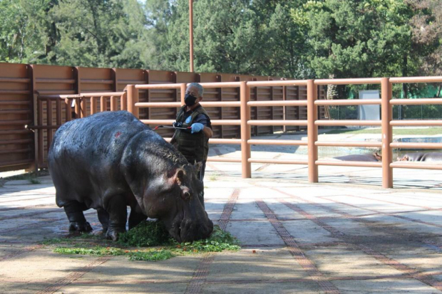 Fotografía de Inés, la hipopótamo más longeva del Zoológico de San Juan de Aragón que falleció este lunes.