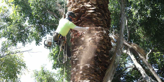 Así se realizaron las labores de retiro de palmeras secas o enfermas en Plaza de la Conchita, alcaldía Coyoacán.