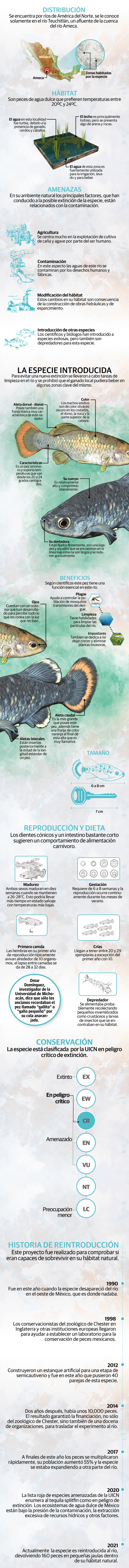 Reintroducen al pez tequila, especie mexicana extinta en los años 90