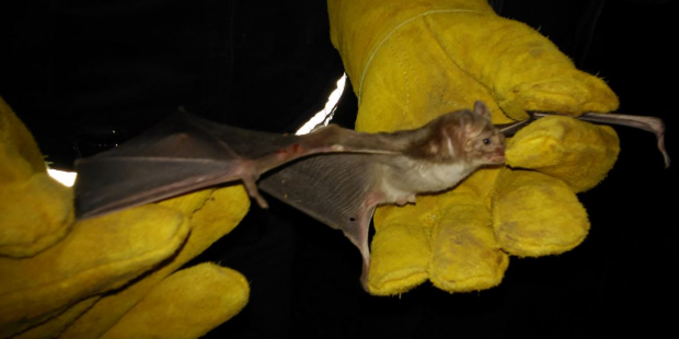 Se llevaron a cabo dos mil 491 operativos de captura para el control del murciélago hematófago.