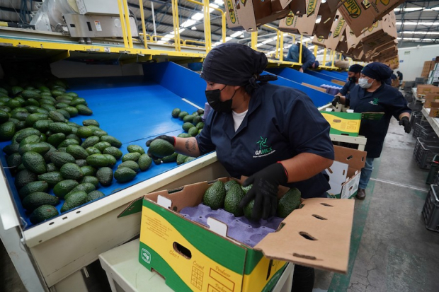 Empleadas trabajan en un empacadora de aguacate, en Peribán, Michoacán, en octubre pasado. En toda la entidad, miles de personas dependen de la exportación de este fruto.