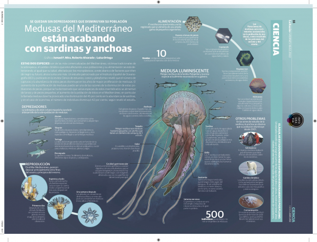 Medusas del Mediterráneo están acabando con sardinas y anchoas