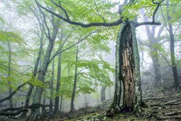 Los Bosques Antiguos y Primarios de Hayas de los Cárpatos y otras regiones de Europa