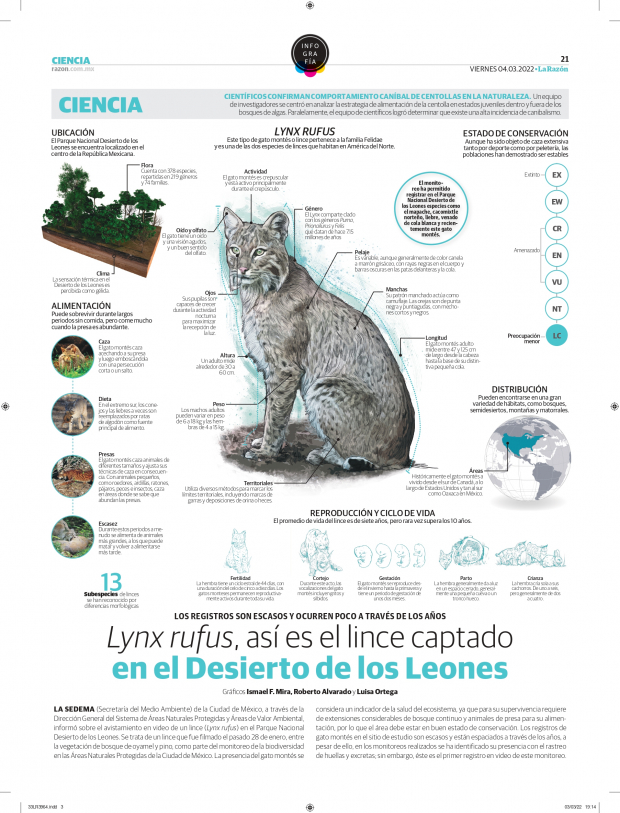 Lynx rufus, así es el lince captado en el Desierto de los Leones
