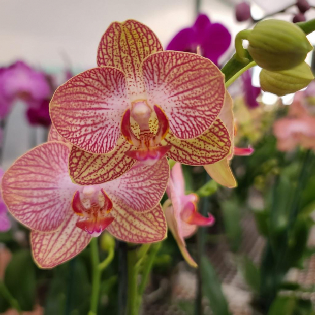 Orquídea que puedes encontrar en Tahí Orquídeas y Flores Exóticas.