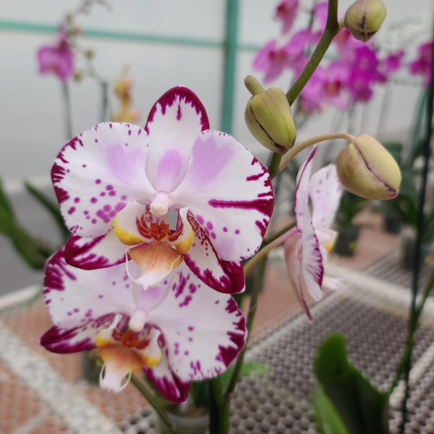 Elige orquídeas que todavía tengan botones por florecer.