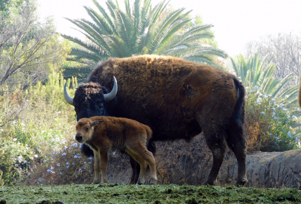 En el Zoológico de Chapultepec, se han registrado 607 nacimientos de distintas especies