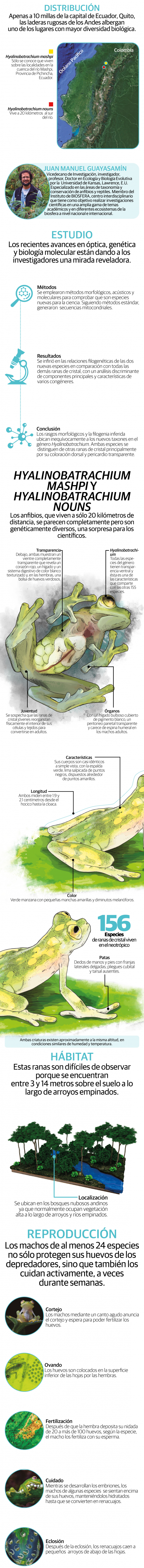 Nombran a dos nuevas especies de ranas de cristal en el Ecuador