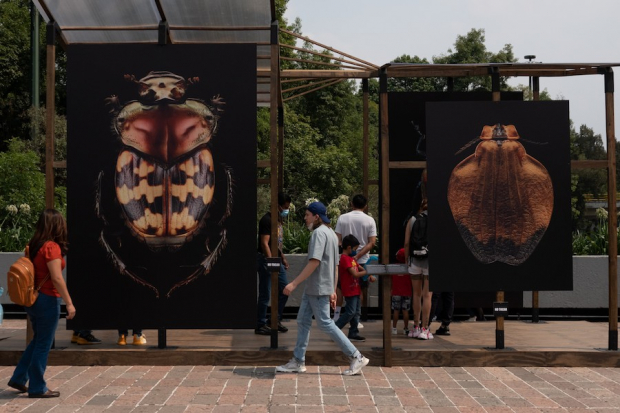 Con festival, insectos “invaden” el Bosque de Chapultepec.
