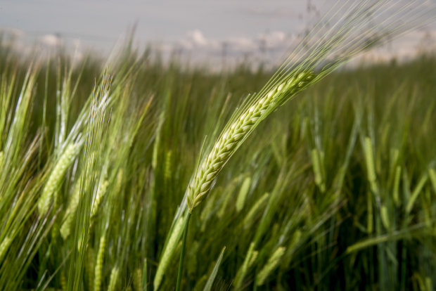 Para el proceso de compra se estableció como base un estimado de 500 mil toneladas de cebada grano para los ciclos P-V 2022 y O-I 2022/2023