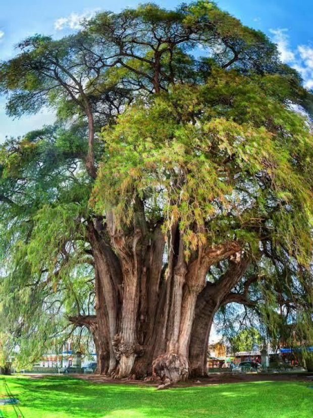 Ahuehuete, árbol que lidera la encuesta para sustituir a La Palma.