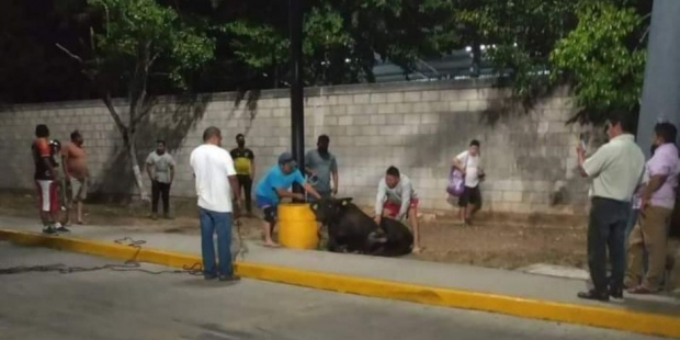 Toro escapó y paseó por las calles de Yucatán.