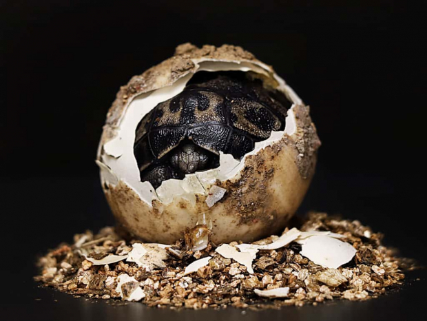 Huevo de la segunda tortuga gigante de Galápagos.