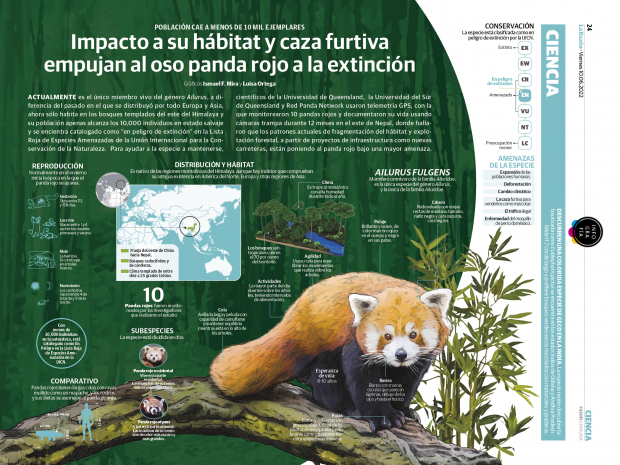Oso panda rojo, rumbo a la extinción