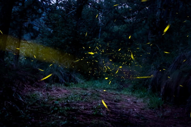 Durante la danza del apareamiento, los insectos se iluminan ofreciendo un paisaje espectacular.