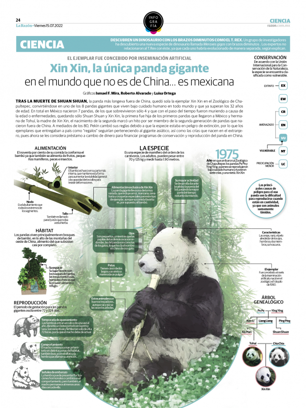Xin Xin, la única panda gigante en el mundo que no es de China… es mexicana