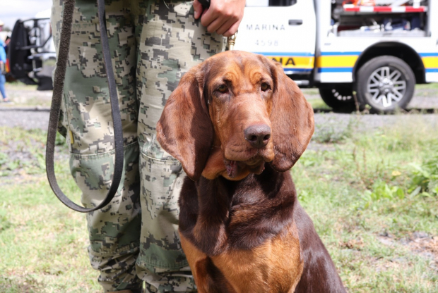 Max es la sabueso de raza Bloodhound que olfateó al capo. Tiene 6 años de edad y está entrenada como elemento canino de la Secretaría de Marina, cuya función principal es la de rastreo.
