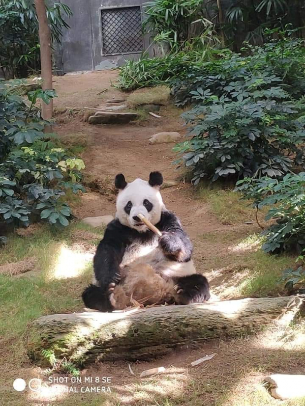 An An, el panda gigante macho más viejo del mundo que murió el jueves.