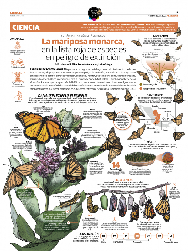 La mariposa monarca, en la lista roja de especies en peligro de extinción