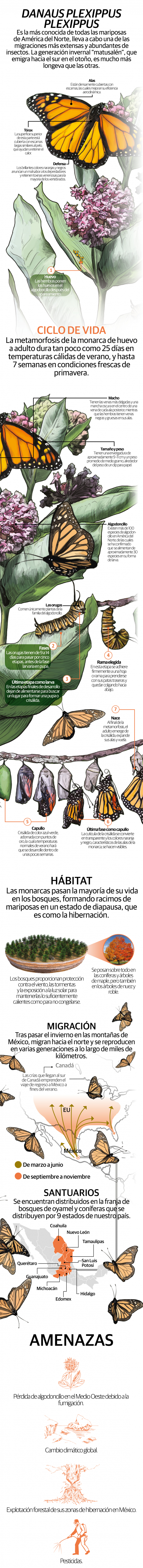 La mariposa monarca, en la lista roja de especies en peligro de extinción