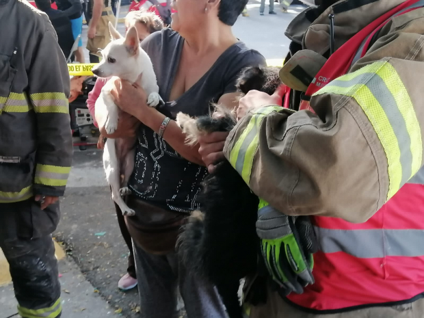 Perritos rescatados de explosión en casa en Guadalajara.