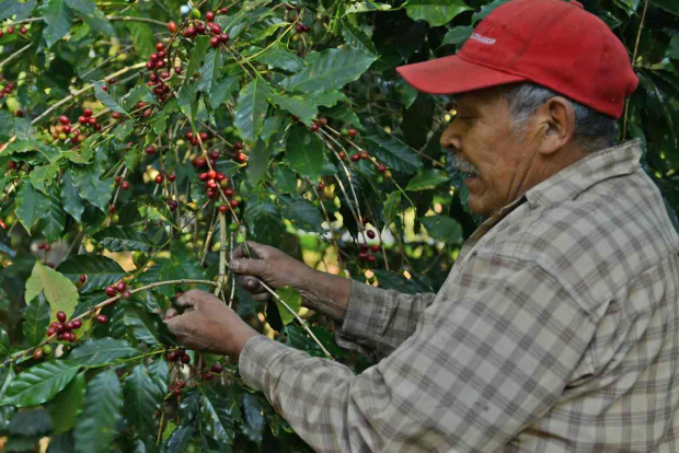 Logran cafeticultores de La Montaña de Guerrero mejor precio de venta con apoyo de Agricultura.