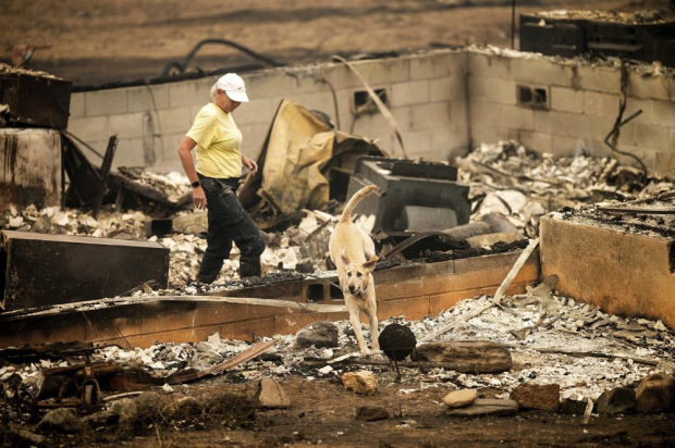 Un canino de búsqueda y rescate sale de una casa arrasada por el incendio McKinney.