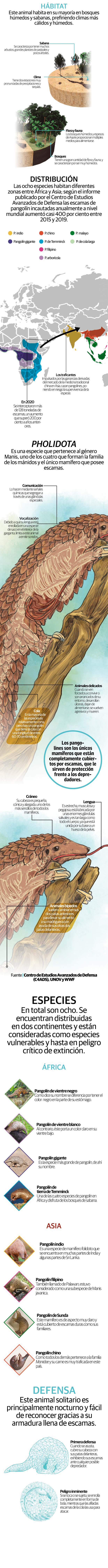 Pangolines, los mamíferos más traficados del mundo, en peligro de extinción