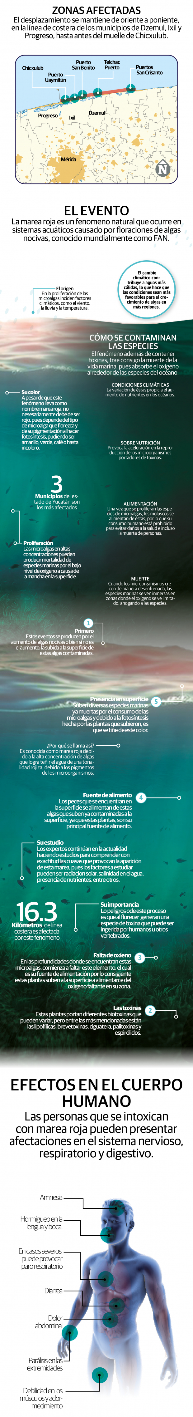 Marea roja ¿qué es el fenómeno, cuánto puede durar y cómo afecta a las costas yucatecas?