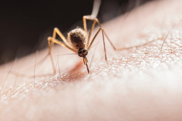 El virus chandipura también se transmite por un mosquito.