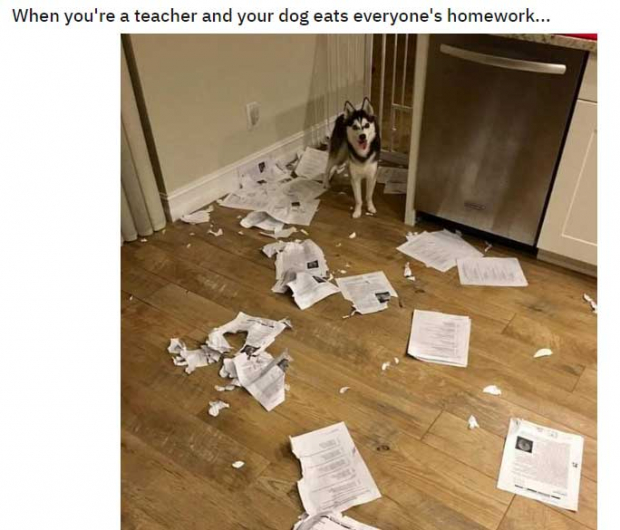 La publicación en Reddit del can que destrozó las tareas de los alumnos