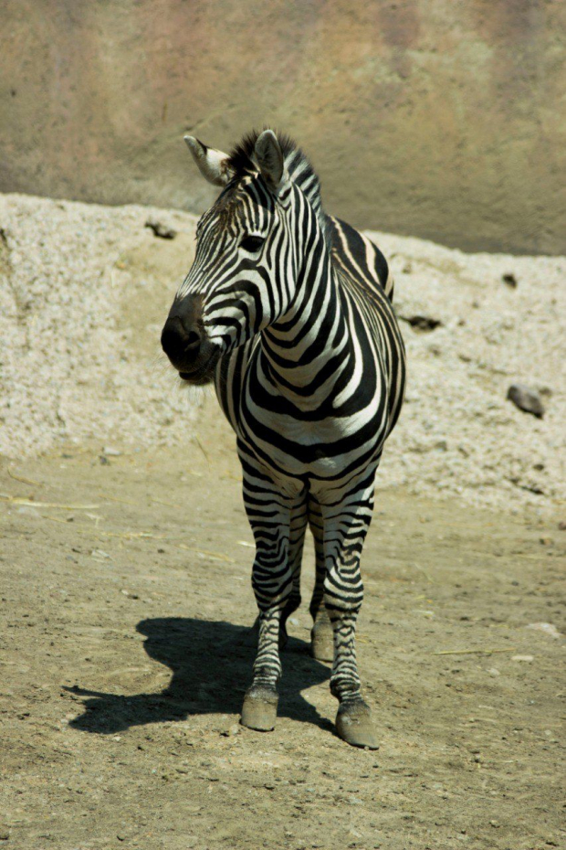 Puga nació en el Zoológico de Chapultepec el 23 de febrero de 2014