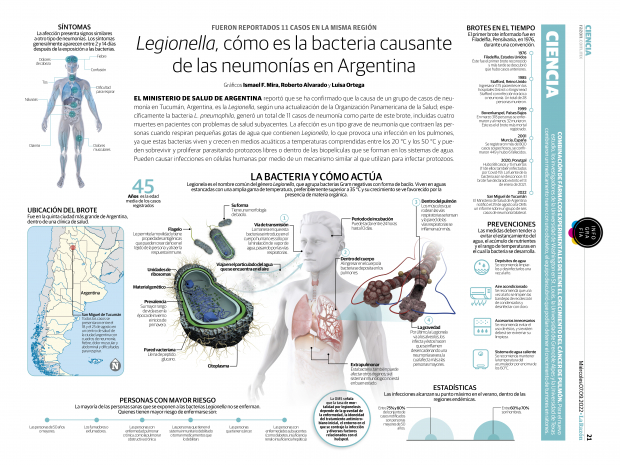Legionella, cómo es la bacteria causante de las neumonías en Argentina