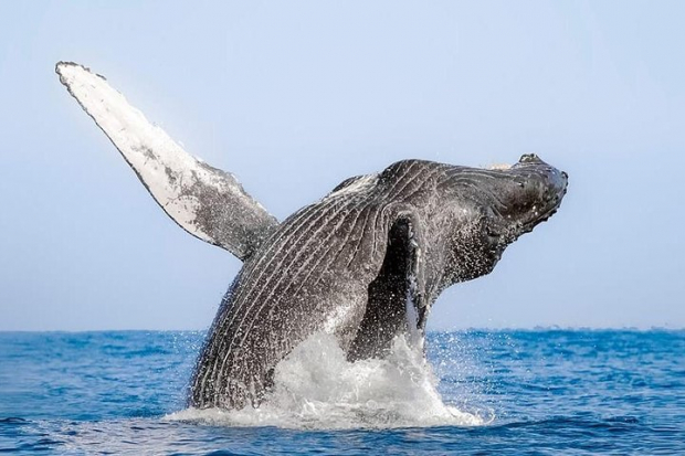 Avista ballenas grises en Baja California Sur.