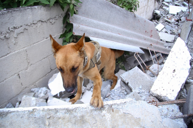 Perros de búsqueda y rescate, el “otro Ejército” que ayuda al país