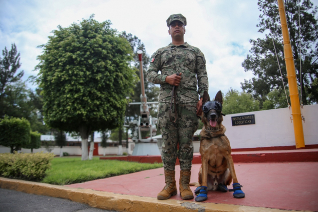 Perros de búsqueda y rescate, el “otro Ejército” que ayuda al país