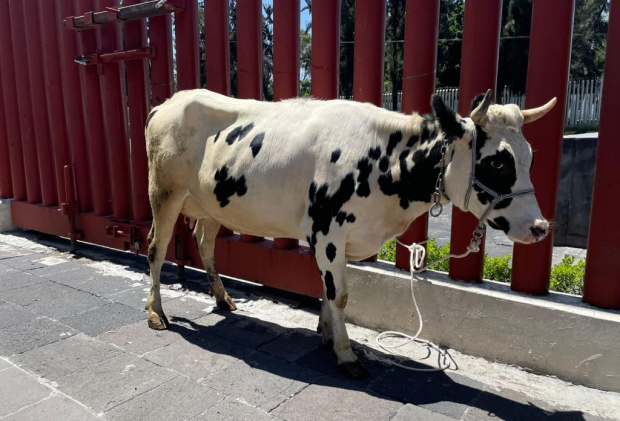 Ganaderos lecheros arribaron este jueves con una vaca a la Cámara de Diputados.