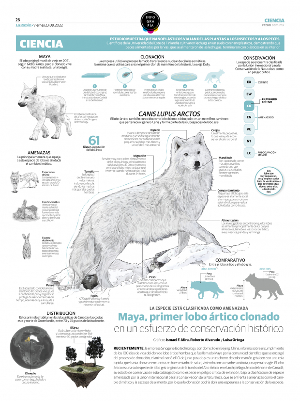 Maya, primer lobo ártico clonado en un esfuerzo de conservación histórico